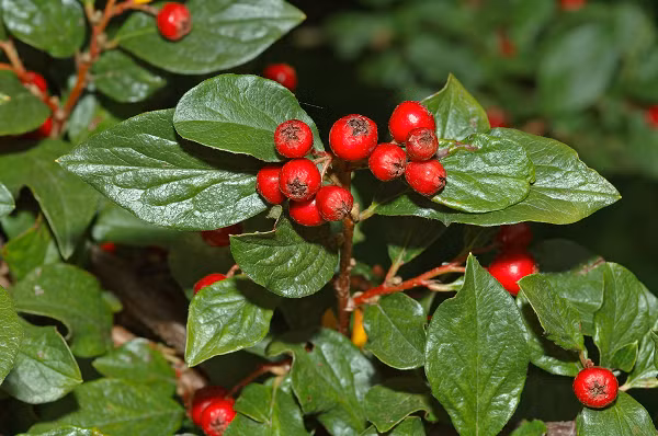 Một khóm cây bụi bêri dài 1 mét có thể hấp thụ lượng khí ô nhiễm trải dài hàng trăm km do một chiếc xe hơi thải ra trong vòng một tuần.