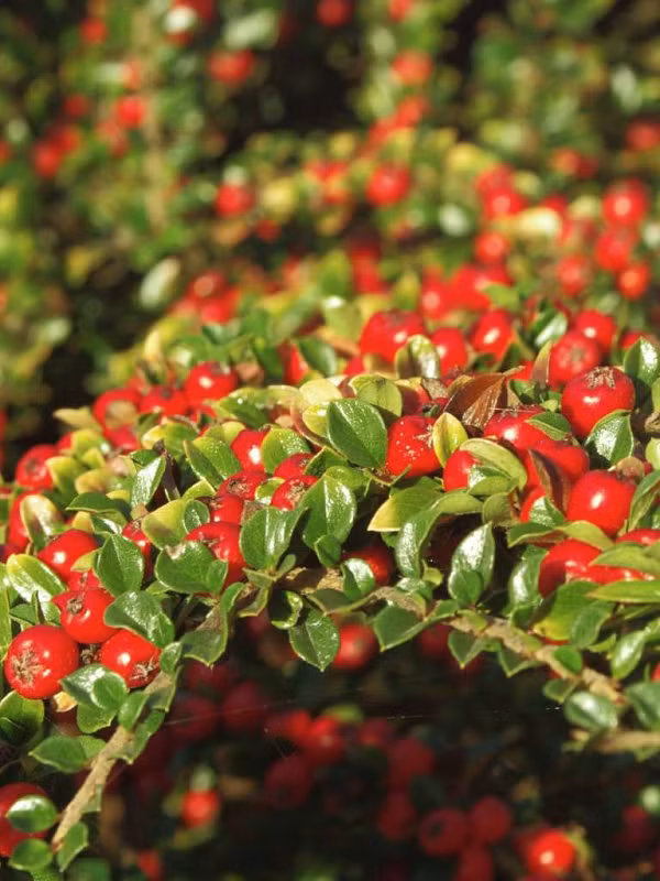 Trong thời gian 7 ngày, một hàng rào cây bêri dài 1 mét được chăm sóc tốt có thể hấp thụ lượng ô nhiễm tương đương với lượng phát thải của một chiếc xe hơi chạy 800km.