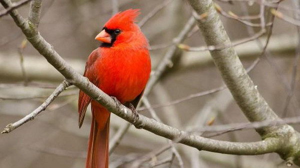 Chúng phân bố ở miền nam Canada, qua phía đông Hoa Kỳ từ Maine đến Texas và phía Nam đến Mexico. Chim hồng y sinh sống trong rừng cây, vườn hoa, cây bụi, và đầm lầy. Thức ăn của chim hồng y giáo chủ là các loại hạt, trái cây và côn trùng.