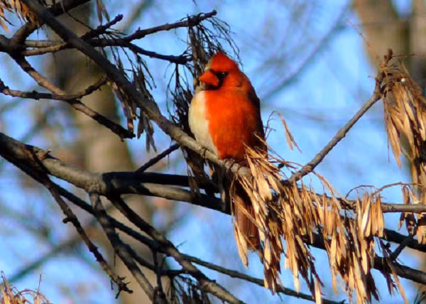 Chim hồng y phương bắc được biết đến là loài chim phân biệt giữa con đực với con cái bởi màu sắc lông trắng và đỏ đặc trưng. Nhưng có thể do sự bất cẩn nào đó của quá trình chọn lọc tự nhiên mà khoa học đã ghi nhận một vài trường hợp lưỡng tính kỳ lạ ở loài chim này.