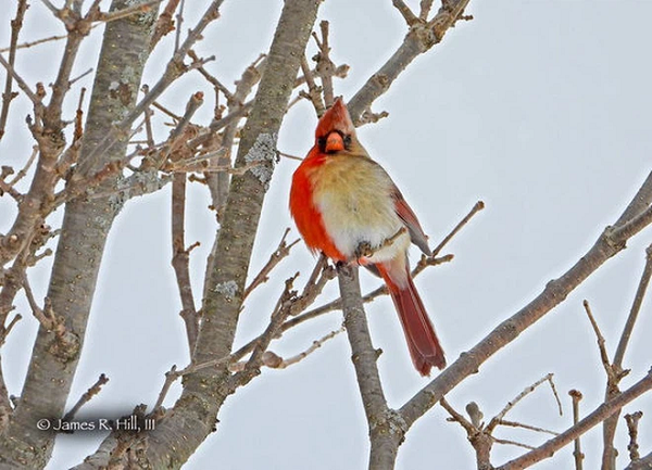 Thông thường, những con chim hồng y đực có bộ lông màu đỏ tươi, trong khi những con cái có màu nâu xám, Hill cho biết. Con chim này thì có cả hai nửa kể trên.