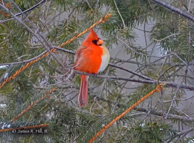 Nhìn vào ảnh, màu sắc bề mặt cơ thể con chim thay đổi hoàn toàn như có một đường kẻ ở phần thân trước, với nửa thân bên phải màu đỏ là đặc trưng của con đực, nửa thân bên trái màu nâu là một đặc điểm của con cái.