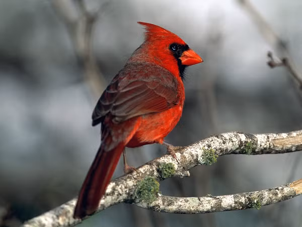 Hill, người đã nuôi chim trong 48 năm, nghe nói về con chim này từ một người bạn của chủ nhà nơi con chim được phát hiện. Ông cho biết con chim có "cư xử hoàn toàn bình thường" và không thể hiện giới tính trong suốt thời gian quan sát.