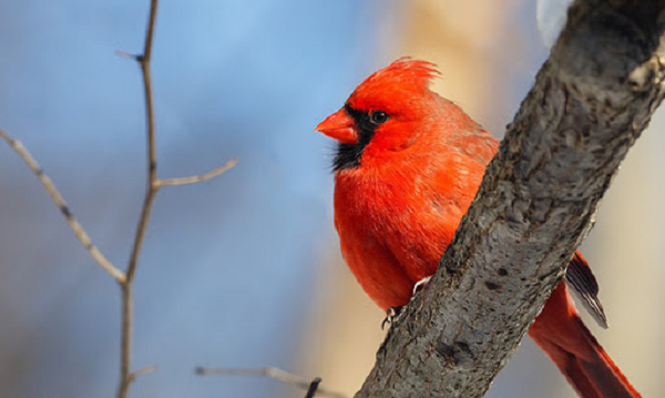 Theo Daniel Hooper, nghiên cứu sinh sau tiến sĩ tại Cornell Lab of Ornithology, thì hiện tượng "nửa đực nửa cái" của chim hồng y rất hiếm nhưng đã từng được ghi nhận. Hiện tượng này có thể xuất hiện trên tất cả các loài chim, nhưng con người chỉ có thể nhận thấy ở những loài mà con đực và con cái trưởng thành trông khác biệt với nhau.