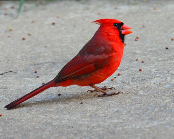 Tuy nhiên, trên lý thuyết, ông nói rằng nó có thể giao phối với một con cái hoặc con đực, tùy thuộc vào hormone nào của nó hoạt động trong mùa giao phối.