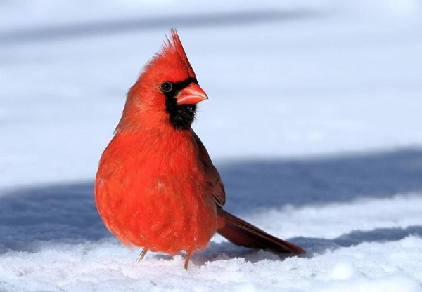 Theo tạp chí Natural History, hiện tượng Gynandromorphism ở chim có thể xảy ra khi quả trứng mà con chim phát triển có hai nhiễm sắc thể giới tính khác nhau thay vì chỉ một nhiễm sắc thể.