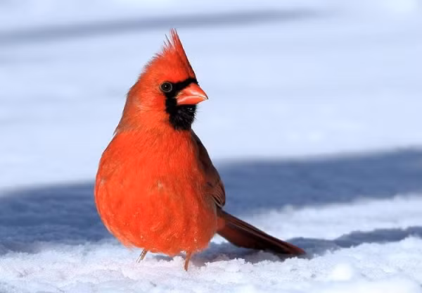 Theo tạp chí Natural History, hiện tượng Gynandromorphism ở chim có thể xảy ra khi quả trứng mà con chim phát triển có hai nhiễm sắc thể giới tính khác nhau thay vì chỉ một nhiễm sắc thể.