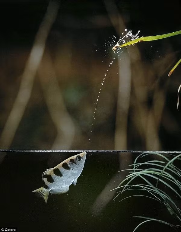 Để bắn nước được mạnh và cao, dòng nước phun ra có phần dưới có tốc độ nhanh hơn và mạnh hơn phần trên.