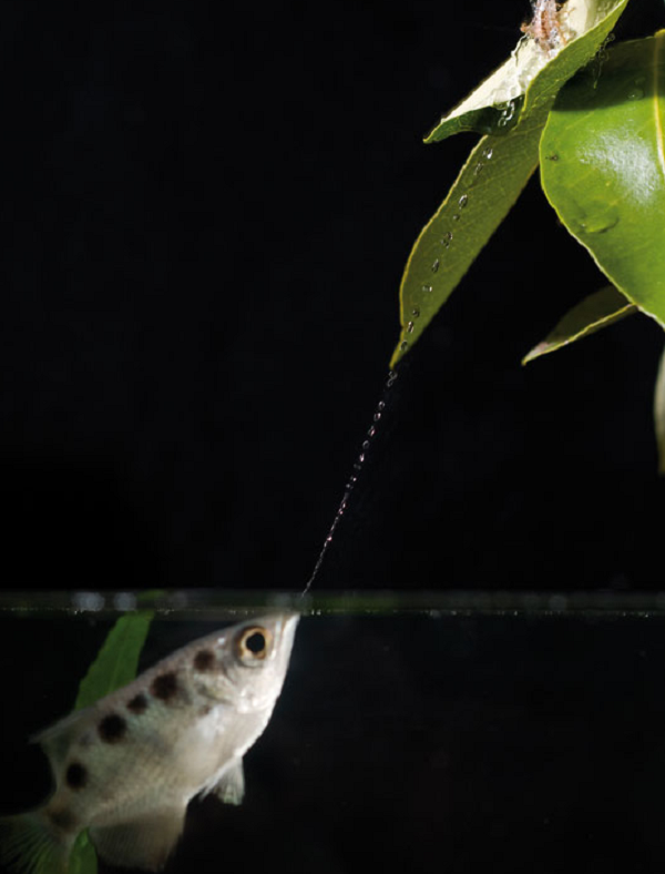 Điều thú vị là loài cá này chỉ thể hiện khả năng "bắn súng nước" cừ khôi ở môi trường hoang dã.