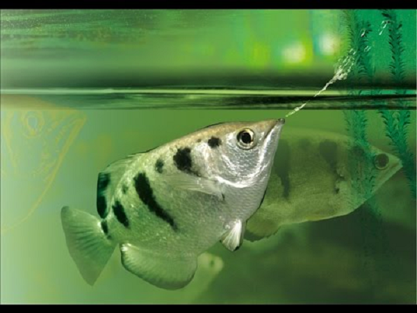 Khi bị mang tới các phòng thí nghiệm, dường như chúng không thể hiện được độ chính xác và sức mạnh như trước.