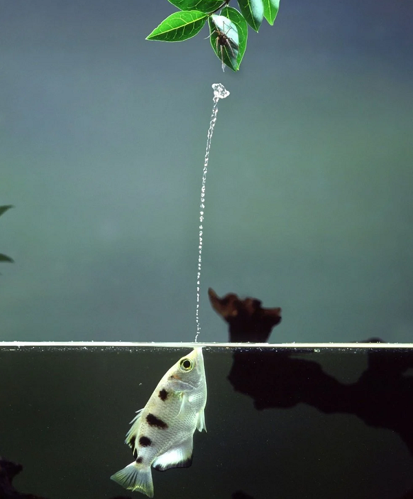 Chẳng hạn nếu con mồi được xác định ở vị trí trên mặt nước 10 cm thì cá măng rổ sẽ bắn luồng nước cao 30 cm để nước có thể uốn cong xuống từ 2 – 15 cm. Đây là cách phun nước không khác gì cách tính sai số của một xạ thủ bắn súng.