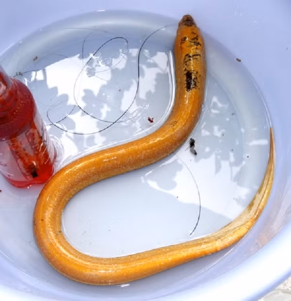 Lươn là một loài thủy sản nước ngọt. Ở Việt Nam lươn thường xuất hiện tại càng vùng đầm lầy, đồng ruộng, mương kè,…nơi có nhiều bùn, nước và khí hậu mát mẻ. Những nơi có rác hay bùn đất để trú ẩn, chui rúc, và nơi có thức ăn cho chúng.