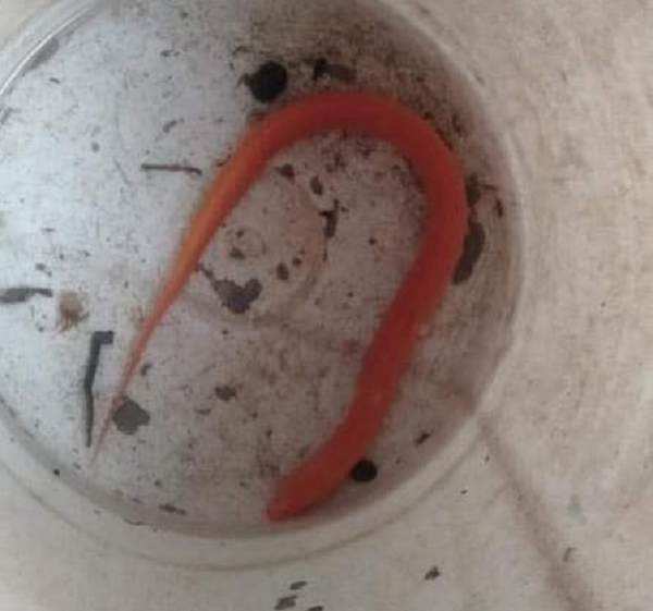 Dù chúng thật sự quý nhưng những thông tin như "trả giá 1,2 tỷ đồng" hay "ăn vào sẽ trường sinh bất lão" chỉ là thông tin "câu like" của tài khoản Facebook này.