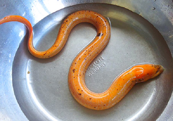 Sở dĩ lươn này đắt như vậy là do được ví như "sâm động vật dưới nước" bởi có nhiều tác dụng chữa bệnh.