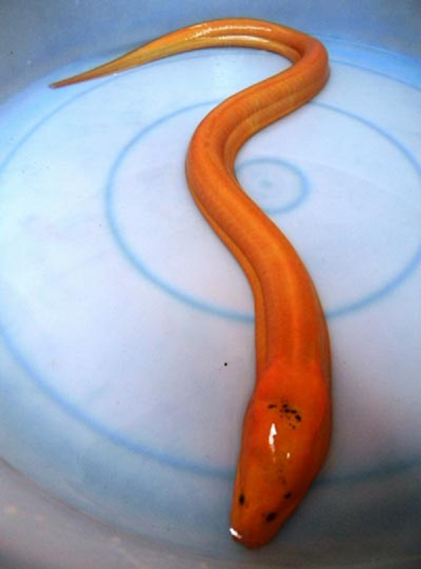 Lươn là loài có giá trị dinh dưỡng cao, lươn có thể chế biến nhiều món ăn bồi bổ sức khỏe, giúp tăng thị lực, điều tiết đường huyết, bổ thận, bổ khí,… Chính vì thế lượn rất được ưa chuộng trong chế biến món ăn tại gia, kinh doanh và xuất khẩu.