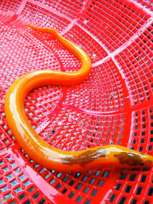 Lươn là loài sinh sản lưỡng tính, đẻ trứng. Trứng lươn thưởng khoảng 3 -4mm, khi nhỏ lươn thường là lươn cái, sau một thời gian thường 8 tháng – hơn 1 tuổi lươn chuyển dần thành con đực. Đây là đặc điểm kỳ lạ của loài động vật này.