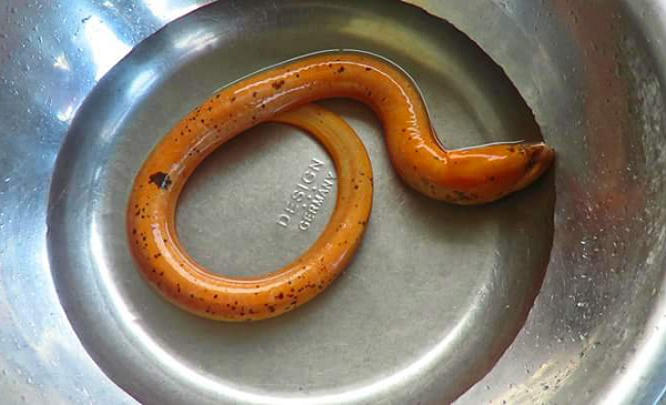 Lươn để trứng khá ít từ khoảng 80-600 trứng, thông thường 1 kg lươn thường đẻ được 300-400 trứng. Những con dài tầm 20cm thì sẽ đẻ từ 200 đến 400 trứng, lươn tầm 30 cm đẻ từ 300 đến 500 trứng, một số lớn hơn 40 cm thì sẽ đẻ gần 1000 trứng.