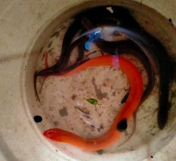 Nhiều người tỏ ra bất ngờ vì chưa từng nhìn thấy con lươn có màu sắc kỳ lạ như vậy. Tuy nhiên, sự xuất hiện của lươn vàng đã từng được ghi nhận khá nhiều trước đó.