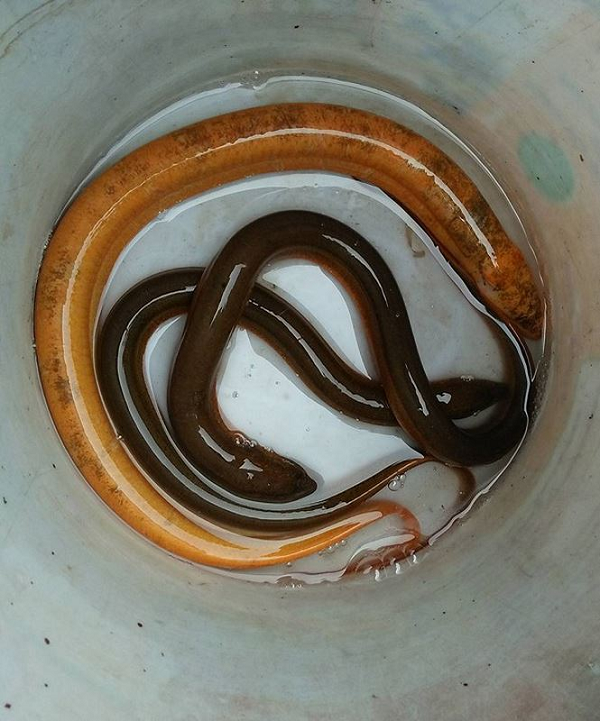 Lươn là loài ăn tạp, chúng có thể ăn các động thực vật phù du trong nước, côn trùng, ấu trùng, bọ gậy, tôm tép, ốc,ếch, giáp xác, cá nhỏ, rễ cây cỏ, lúa.