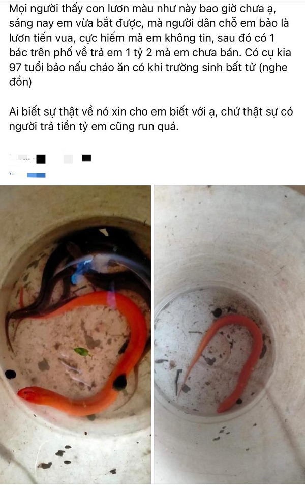 Bài đăng gây xôn xao cộng đồng mạng với những tình tiết có phần "hư cấu" khiến người đọc bán tín bán nghi về con lươn vàng.