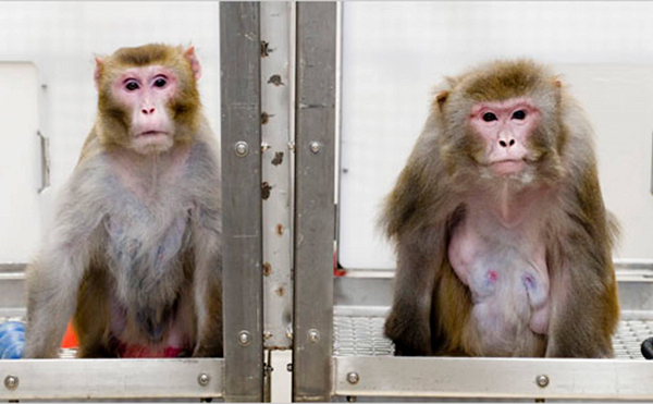 Tuy nhiên thử nghiệm mới trên những chú khỉ của Neuralink là tiến bộ vượt bậc hơn rất nhiều. Bởi không chỉ ghi lại các tín hiệu thần kinh, mà những con khỉ còn có thể điều khiển trò chơi điện tử bằng ý nghĩ, với một con chip không dây được cấy trong bộ não.