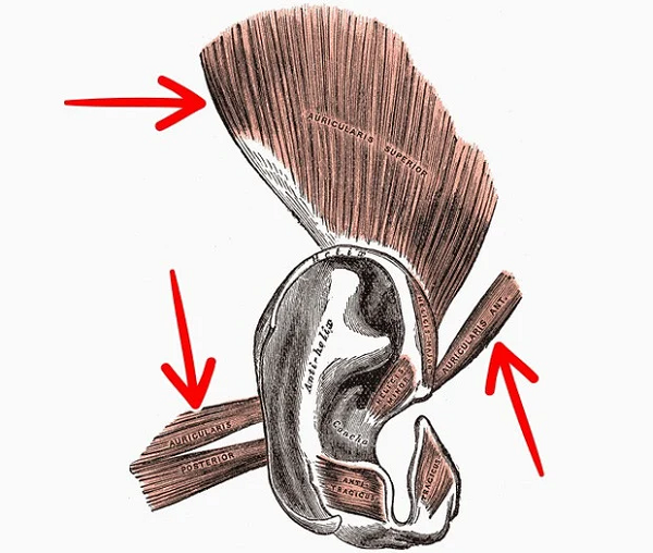 Nhóm cơ tai Auriculares là phần cơ phía ngoài tai, có nhiệm vụ xoay, điều chỉnh tai để tập trung thính giác về vị trí phát ra âm thanh đặc biệt. Giống như chó, mèo... chúng ta vểnh tai lên để lắng nghe con mồi. Nhưng nay con người nào có cần vểnh tai lên để xác định vị trí con mồi nữa nên cơ tai này sẽ yếu và dần biết mất trong tương lai.