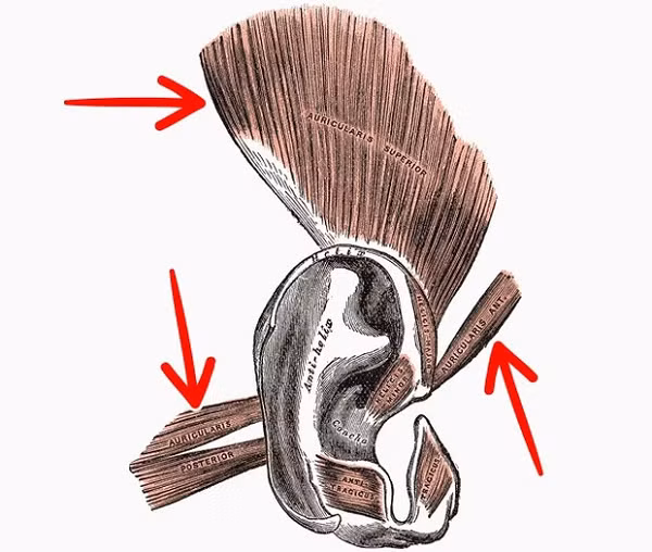Nhóm cơ tai Auriculares là phần cơ phía ngoài tai, có nhiệm vụ xoay, điều chỉnh tai để tập trung thính giác về vị trí phát ra âm thanh đặc biệt. Giống như chó, mèo... chúng ta vểnh tai lên để lắng nghe con mồi. Nhưng nay con người nào có cần vểnh tai lên để xác định vị trí con mồi nữa nên cơ tai này sẽ yếu và dần biết mất trong tương lai.