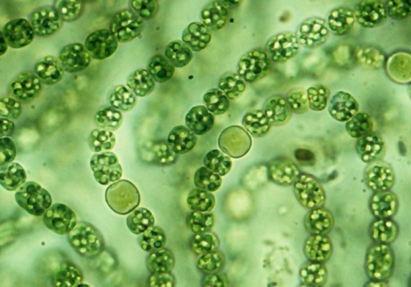 Vi khuẩn là một trong những yếu tố chủ chốt biến Trái đất chết thành một hành tinh sống được. Tuy nhiên ngày nay, đôi khi sự phát triển của nó trở thành thảm họa do loài tảo này cũng có thể sản sinh các chất độc hại với sinh vật Trái đất thời hiện đại.