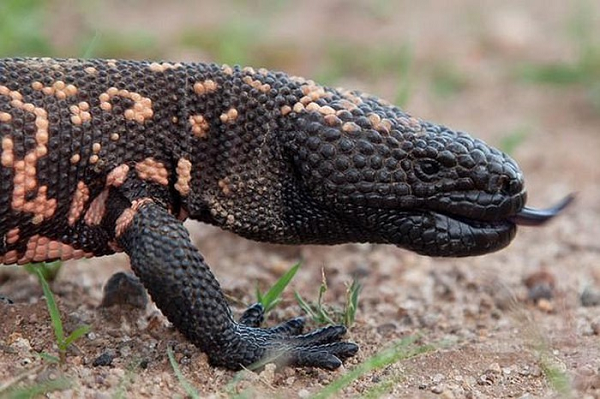 Mặc dù quái vật Gila có nọc độc, nhưng bản chất chậm chạp của nó có nghĩa là con người ít bị đe dọa.