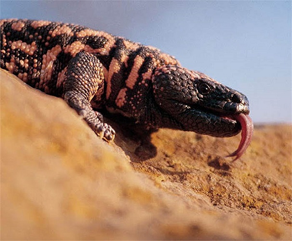 Điều bất thường là ngay sau khi thức ăn đã bị nuốt, quái vật Gila ngay lập tức lại tiếp tục búng lưỡi và thể hiện hành vi tìm kiếm.