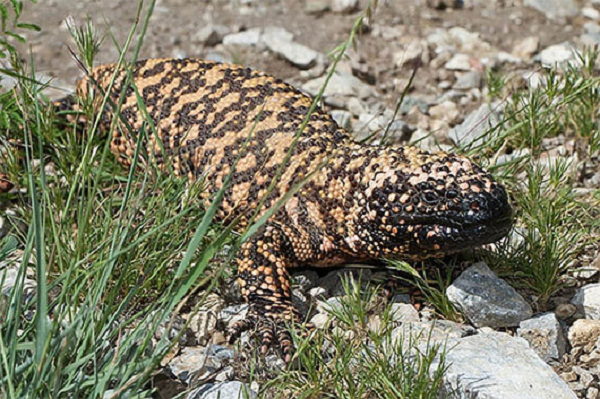 Gila duy trì một nhiệt độ bề mặt cơ thể khoảng 30°C (86°F). Quái vật Gila chạy chậm, nhưng có sức chịu đựng tương đối cao và khả năng háo khí tối đa (VO2 tối đa).