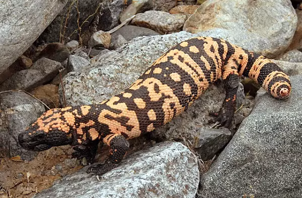 Quái vật Gila chủ yếu ăn chim và trứng bò sát, chúng ăn không thường xuyên (chỉ 5-10 lần một năm trong tự nhiên), nhưng khi nó ăn, có thể ăn lên đến một phần ba khối lượng cơ thể của nó.