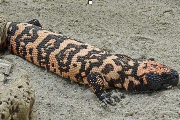 Chúng bị cả chó sói đồng cỏ Bắc Mỹ lẫn các loại chim ăn thịt săn bắt. Quái vật Gila ăn thịt các loại chim, thú, ếch, thằn lằn, côn trùng nhỏ và xác thối rữa.