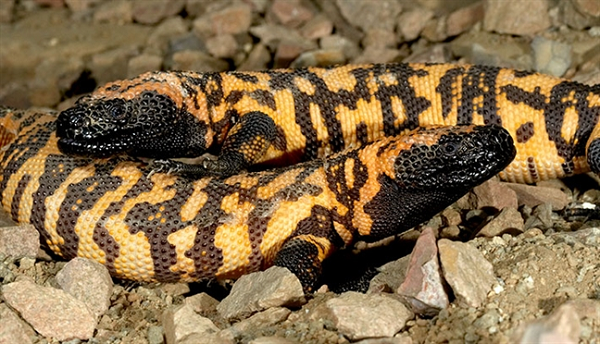 Con mồi có thể bị nghiền nát đến chết nếu lớn hoặc ăn sống nếu nhỏ, nó bị nuốt đầu vào trước và bị nuốt vào nhờ các cơn co và gập cong cổ.