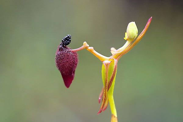 Lá hình trứng hoặc hình trái tim, dài 20 mm, rộng 20 mm. Cuống hoa có nhiều lông tơ, cao 30 cm. Hoa có màu đỏ mờ, dài chừng 25 mm.