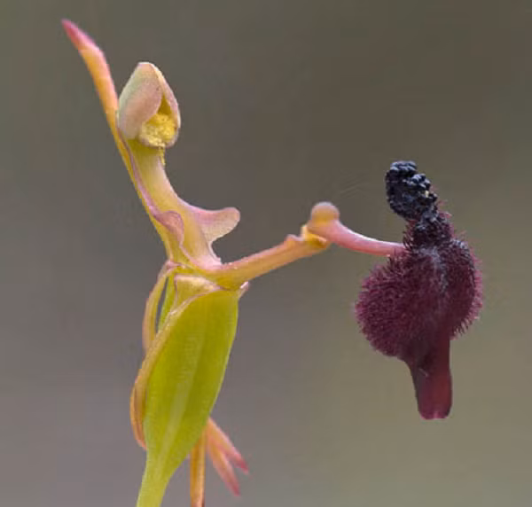 Lan Búa (Hammer Orchid) là một loài kỳ hoa dị thảo của Australia. Tên khoa học là Drakaea.