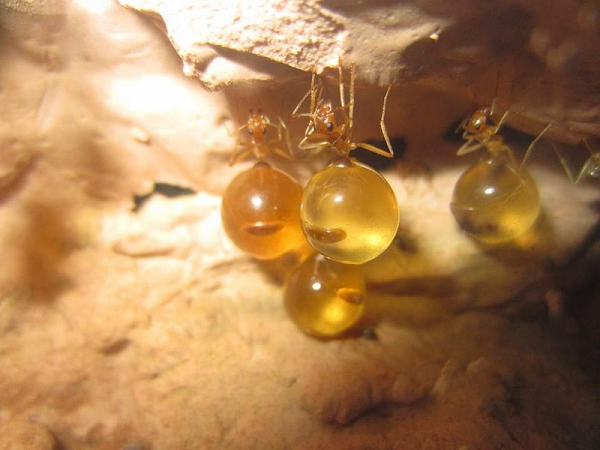 Kích thước bụng lớn buộc chúng phải dành toàn bộ thời gian ở yên một chỗ.