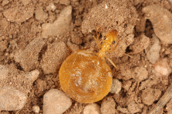 Kiến mật có thể xuất hiện ở mọi nơi trong tổ, nhưng chúng thường hiện diện ở những nơi sâu nhất trong tư thế treo ngược mình trên nóc đường hầm tổ kiến.