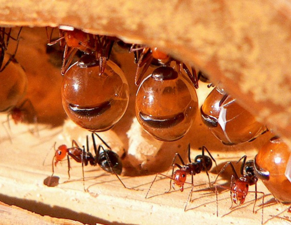 Loài kiến này được phát hiện đầu tiên ở Australia năm 1881 bởi nhà tự nhiên học người Mỹ - Henry Christopher McCook. Dần dần, chúng sinh sôi và di cư ra nhiều vùng khác.