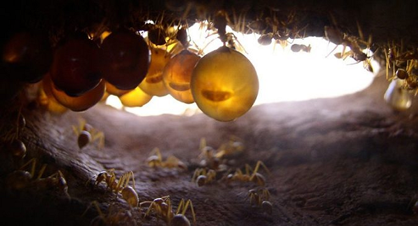 Trong thời điểm khan hiếm thức ăn, kiến mật sẽ có nhiệm vụ cung cấp nguồn dinh dưỡng cho những thành viên khác trong tổ.