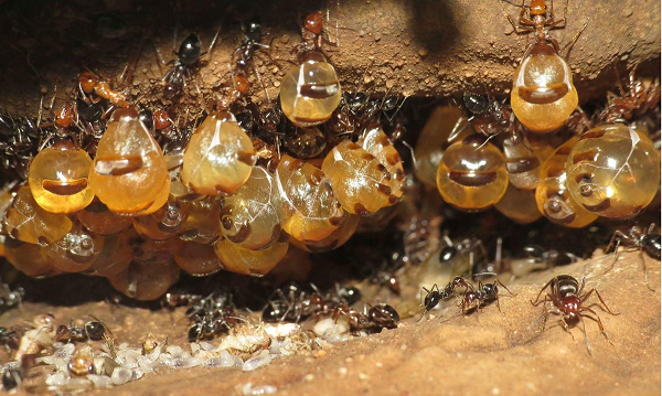 Khi đó, những con kiến thợ sẽ chỉ cần kéo râu của kiến mật và chúng sẽ được thưởng thức... bãi nôn dinh dưỡng do kiến mật thải ra.