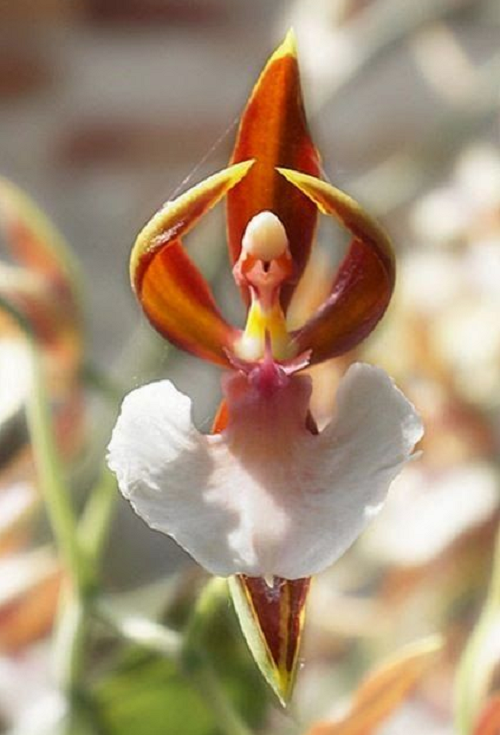 Một bông hoa lan có hình dáng của một cô gái nhảy ba lê cục kỳ đẹp và duyên dáng có tên khoa học là Caladenia melanema.