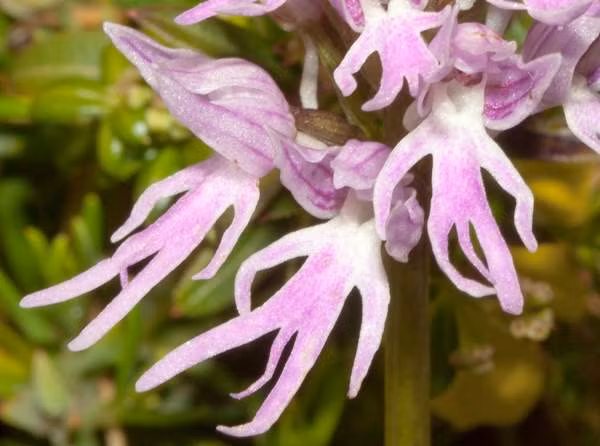 Hoa lan dáng người nhảy có tên khoa học là Orchis italica thường được gọi là phong lan người trần hoặc phong lan Ý, là một loài phong lan có nguồn gốc từ Địa Trung Hải.