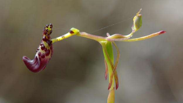 Tướng đứng của nó như một vận động viên đá cầu thực thụ. Khiến khán giả phải trầm trồ với vẻ đẹp của loài lan này