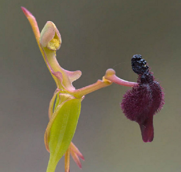 Lan Búa (Hammer Orchid) là một loài kỳ hoa dị thảo của Australia. Tên khoa học là Drakaea.