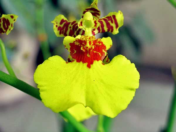 Có nguồn gốc từ những vùng Nhiệt đới châu Mỹ như: Brazil, Peru, Chile, Mehico,… sau đó lan vũ nữ được đưa đến các vùng Nam Á và Đông Nam Á như Ấn Độ, Thái Lan, Việt Nam,… trải dài khắp thế giới bởi vẻ đẹp cuốn hút của nó.