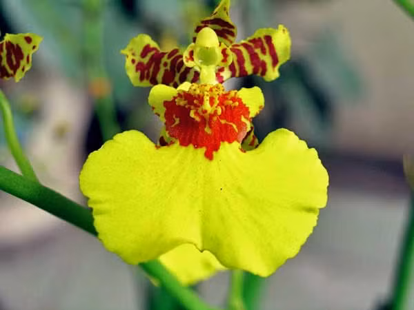 Có nguồn gốc từ những vùng Nhiệt đới châu Mỹ như: Brazil, Peru, Chile, Mehico,… sau đó lan vũ nữ được đưa đến các vùng Nam Á và Đông Nam Á như Ấn Độ, Thái Lan, Việt Nam,… trải dài khắp thế giới bởi vẻ đẹp cuốn hút của nó.