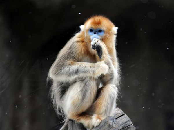 Hiện nay, số lượng voọc mũi hếch trong tự nhiên chỉ còn dưới 200 cá thể. Sống theo đàn từ 8 đến 20 con. Kẻ thù của voọc mũi hếch là các loài thú lớn. Voọc mũi hếch được xếp vào mức độ cực kỳ nguy cấp trong Sách đỏ về các loài động vật bị đe dọa.