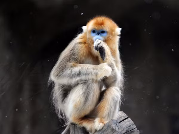 Hiện nay, số lượng voọc mũi hếch trong tự nhiên chỉ còn dưới 200 cá thể. Sống theo đàn từ 8 đến 20 con. Kẻ thù của voọc mũi hếch là các loài thú lớn. Voọc mũi hếch được xếp vào mức độ cực kỳ nguy cấp trong Sách đỏ về các loài động vật bị đe dọa.