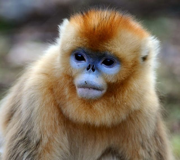 Chính vì vậy, việc các nhà nghiên cứu có thể quan sát loài voọc đẻ ban ngày như lần này là rất hiếm hoi, giúp họ có thêm những hiểu biết quan trọng về việc sinh nở của loài vật thông minh này.